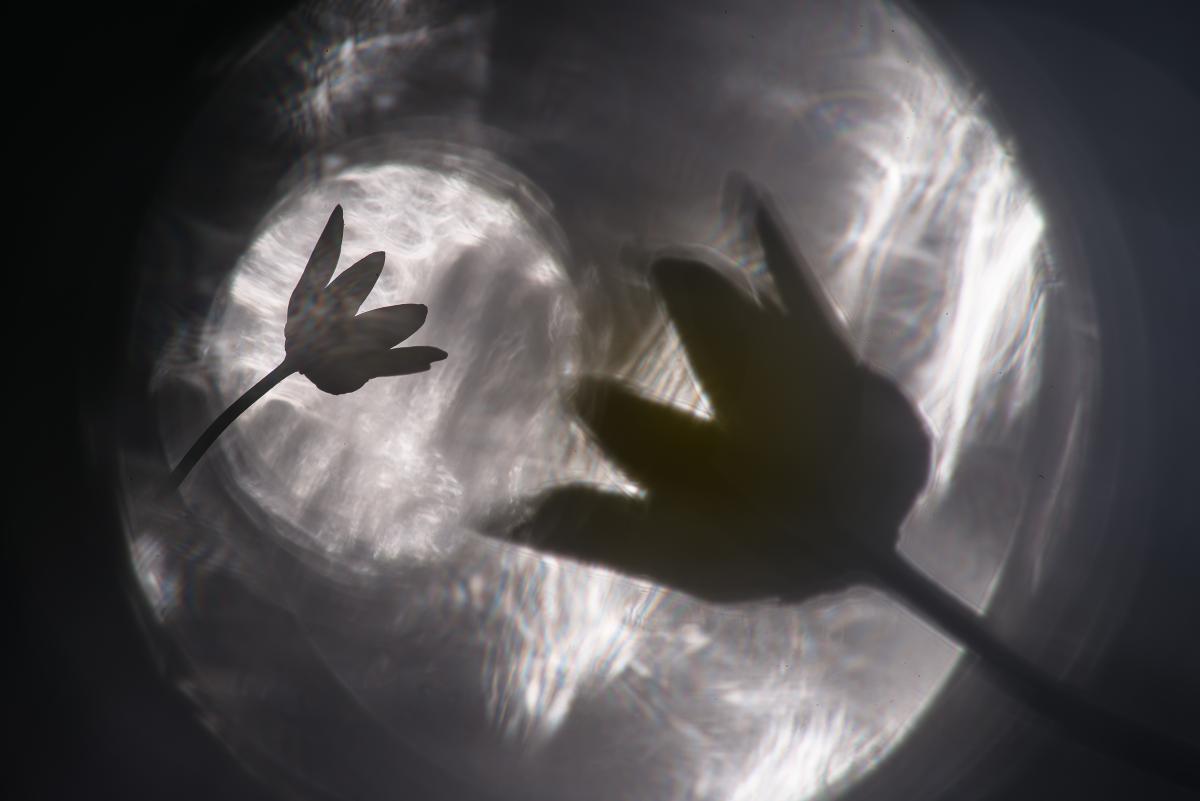 Darányiné Bakos Éva