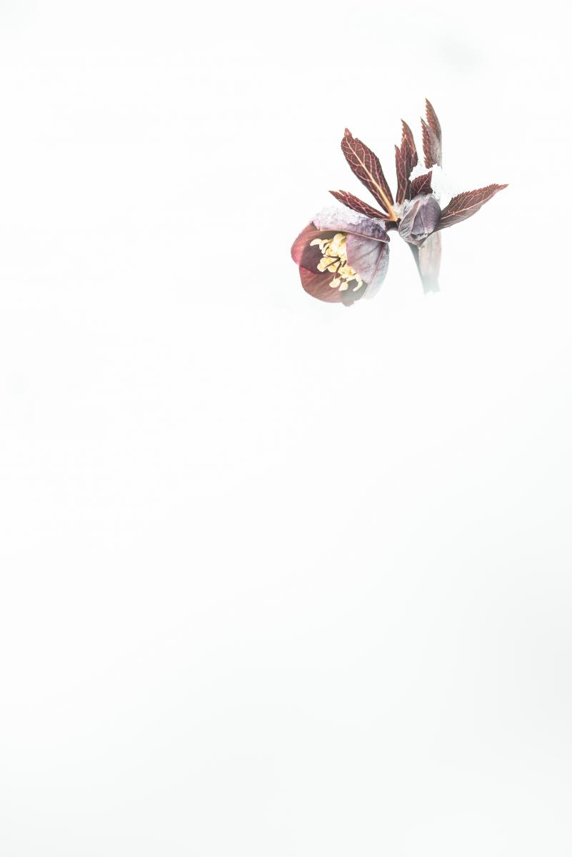 Darányiné Bakos Éva