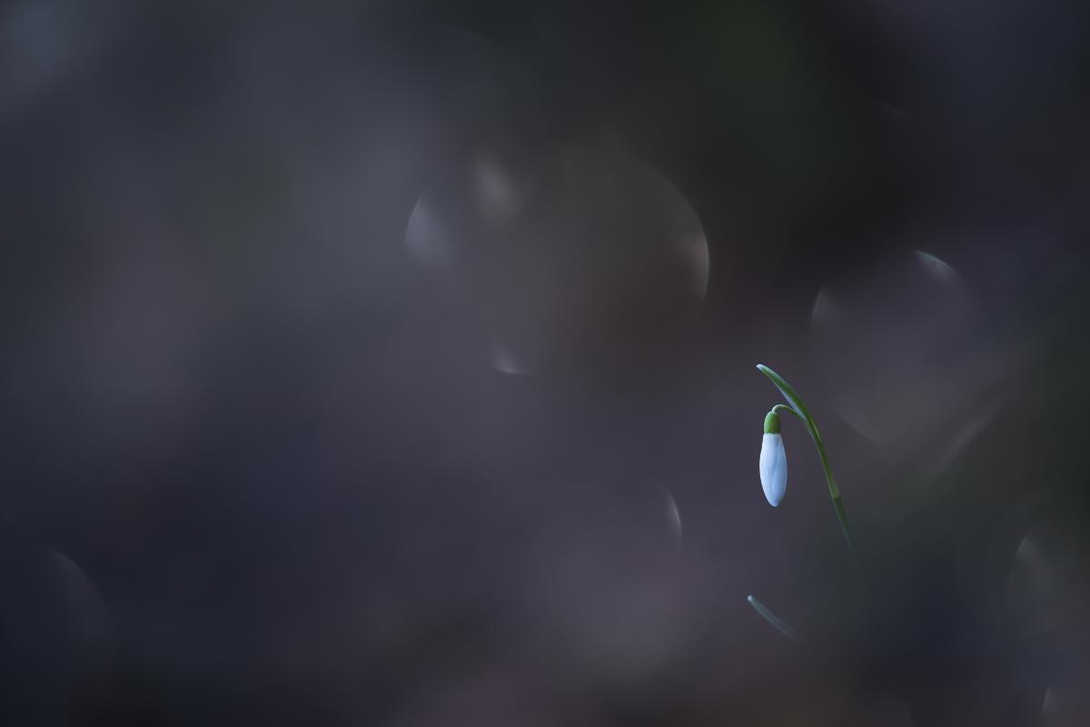 Darányiné Bakos Éva