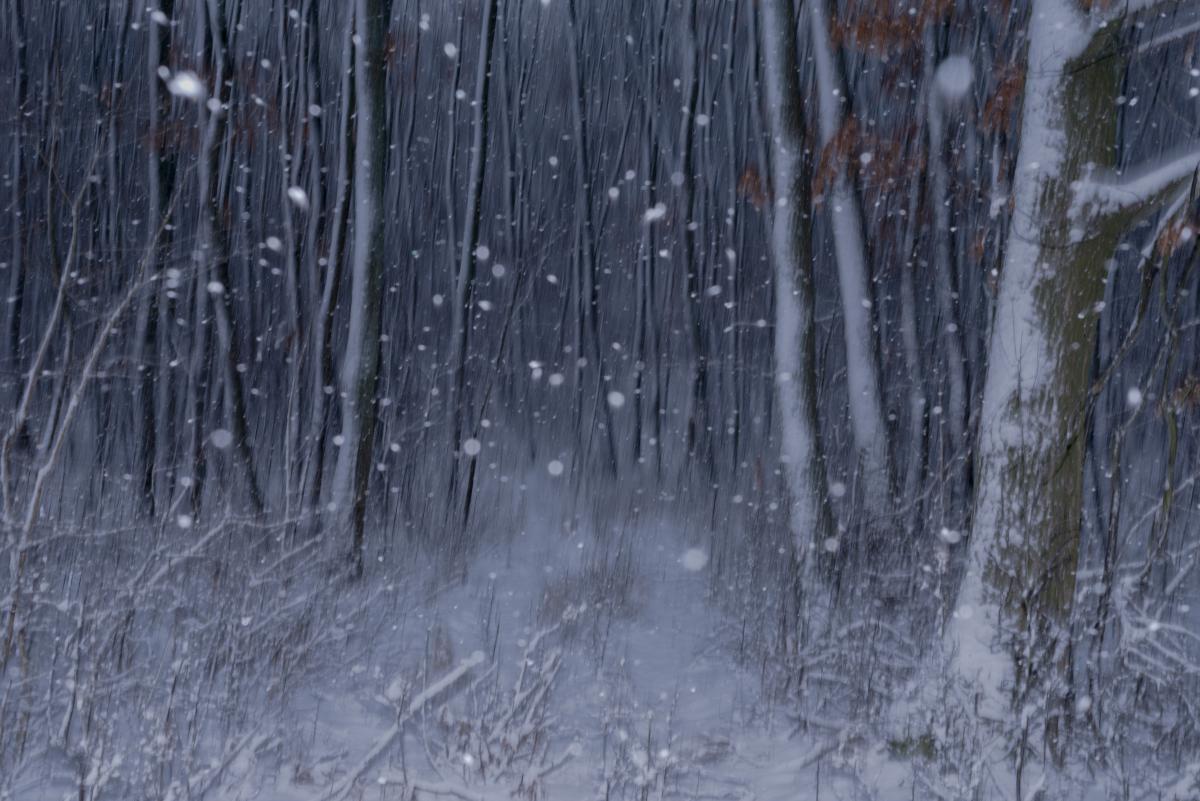 Darányiné Bakos Éva