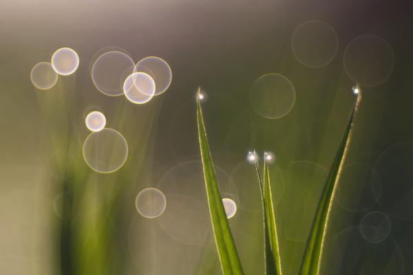 A fűmanó lámpásai