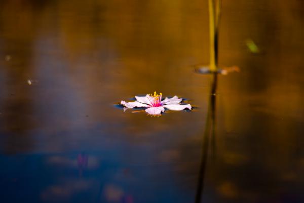 Egy magányos cseresznyevirág végzete