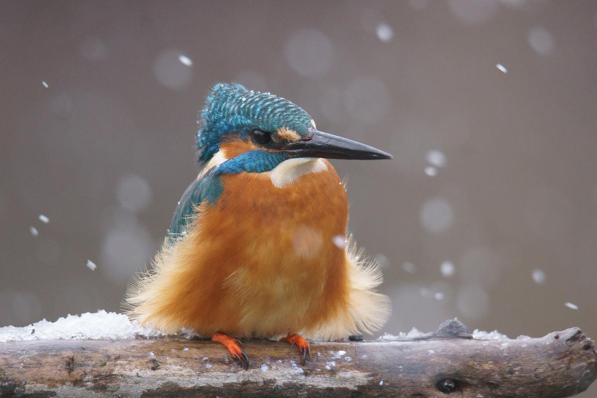 Kalmár Lajos Gábor