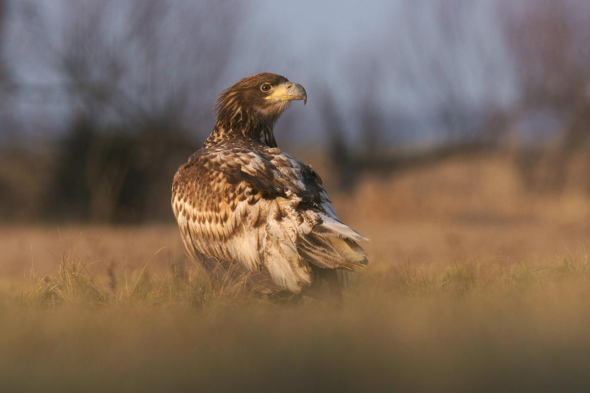Kalmár Lajos Gábor
