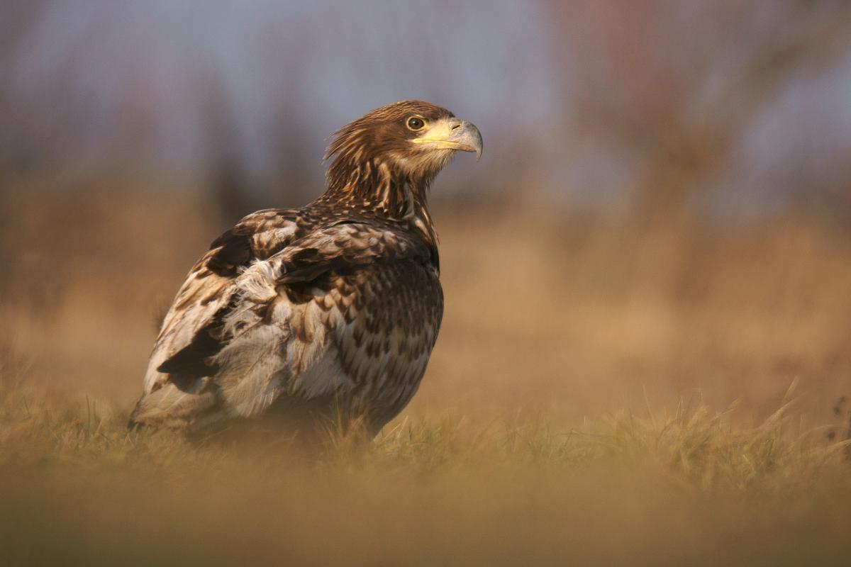 Kalmár Lajos Gábor