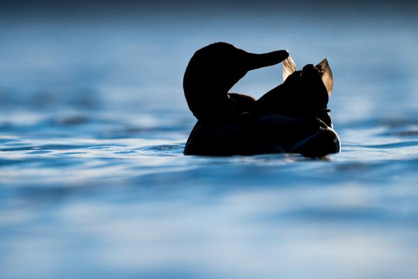 Verőfényes tollászkodás