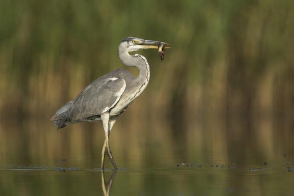 Mi tartott ilyen sokáig, halat ettél?!