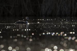 Gömbös vöcsök Gömbös vöcsök