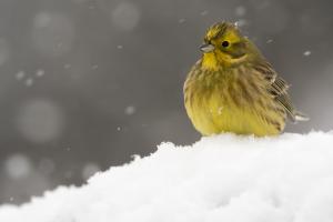 Citromsármány hóesésben! Citromsármány hóesésben!