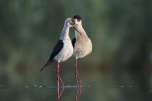 Csöndes imádat Csöndes imádat