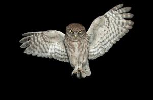 Angyal vagyok ? Angyal vagyok ?