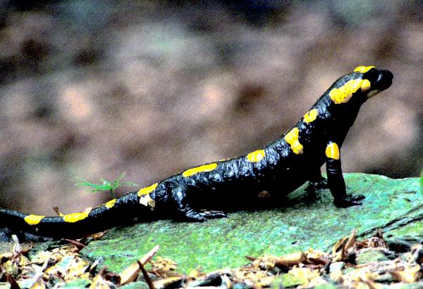 Szalamandra