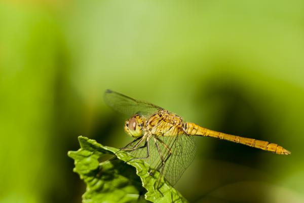 Alföldi szitakötő
