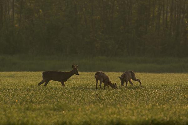 &quot;CSillogó, hűs gyöngyharmaton...&quot;