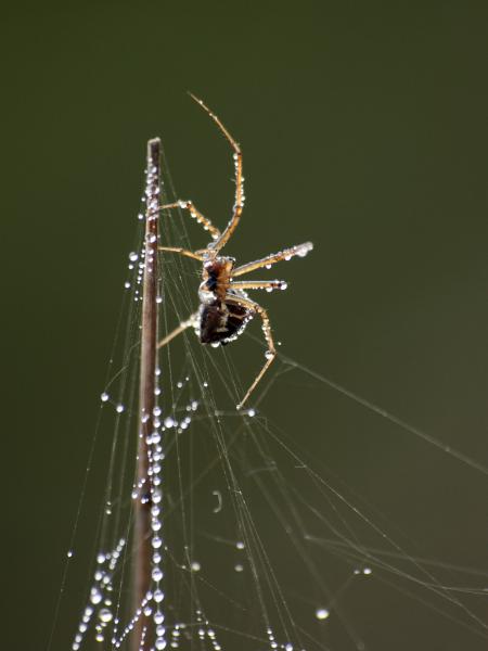 Vitorláspók az árbócon