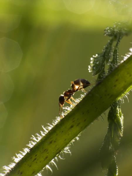 Ellenfényben, harmatban