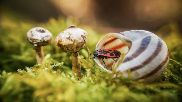 A menedékház lakója