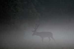 Hajnali bika Hajnali bika