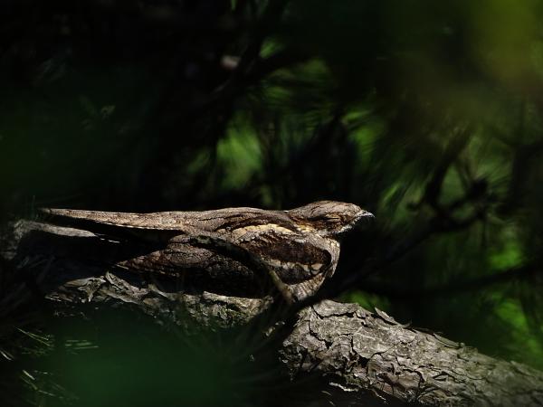 Nappalozó lappantyú