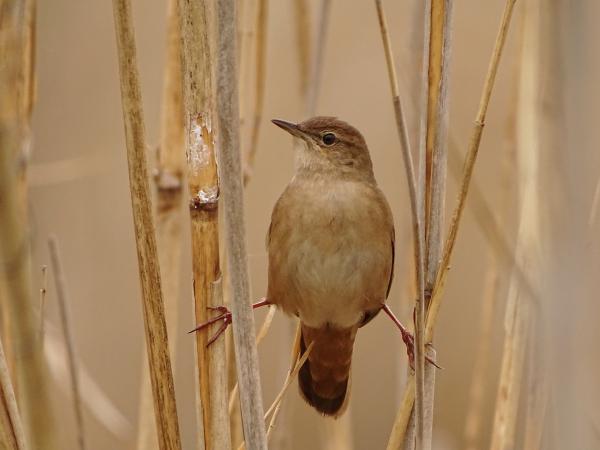 Nádi tücsökmadár