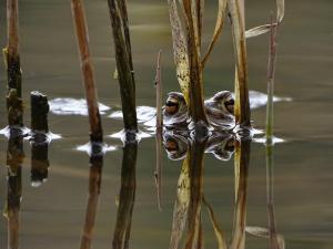 Barna varangy Barna varangy