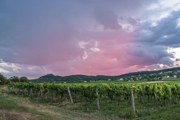 Viharfelhők a szőlőhegyen
