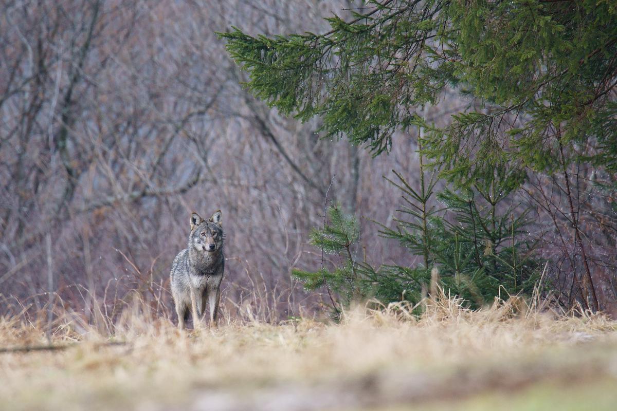 Kalmár Lajos Gábor