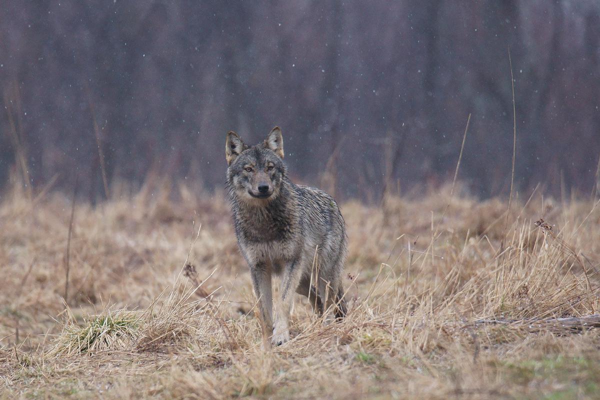 Kalmár Lajos Gábor