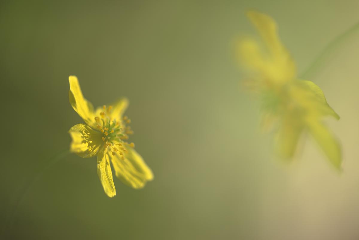 Darányiné Bakos Éva