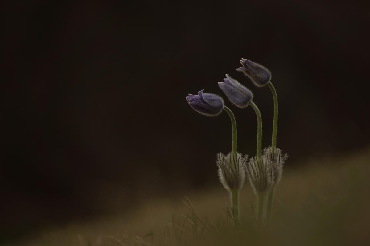 Laczkó-Magyar György