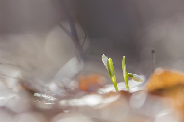 Bárcsak fa lennék...