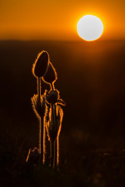 Szerelmes naplemente