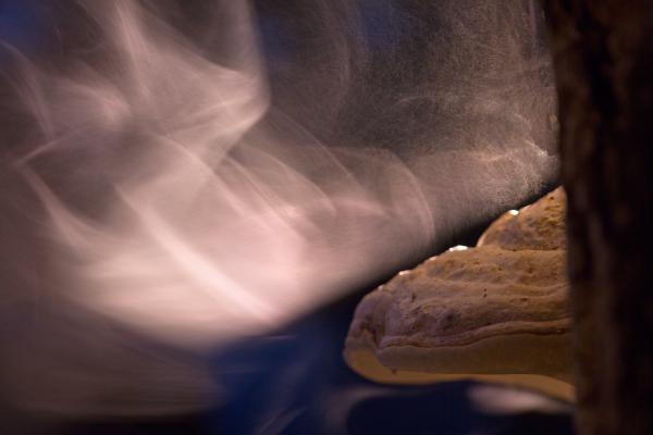 Varázslatos spórafelhő