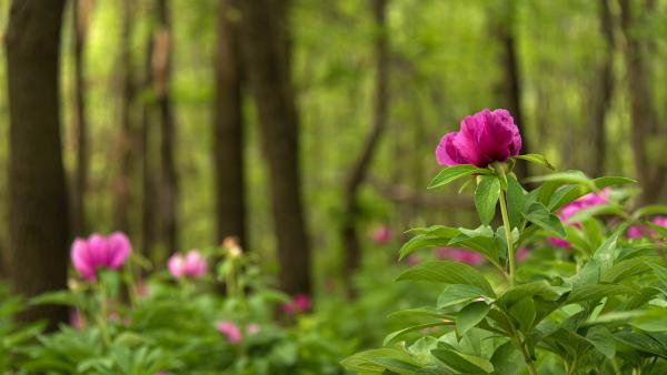 Bánáti bazsarózsa