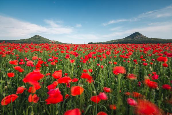 A pipacs tánc tanúi