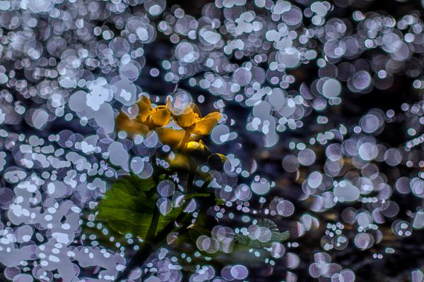 Csillámló gólyahír