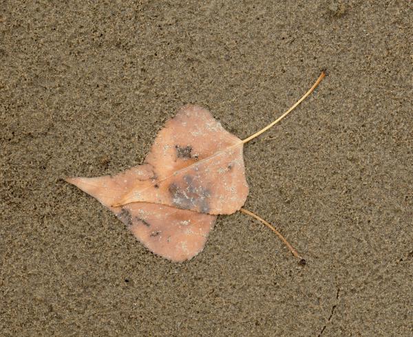 Folyóparti szerelem