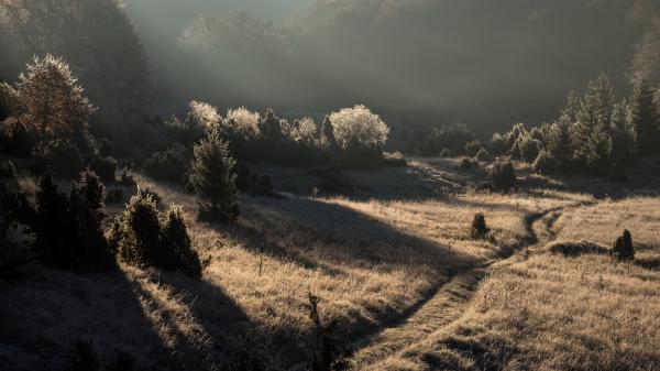 Reggel a Zsidó-réten