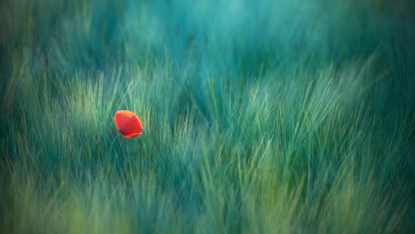 Az igazi szépség megtalálása