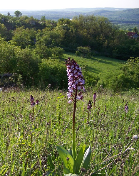 Lábai előtt hever...