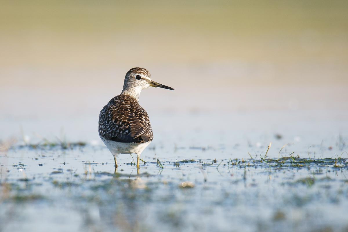 Kalmár Lajos Gábor