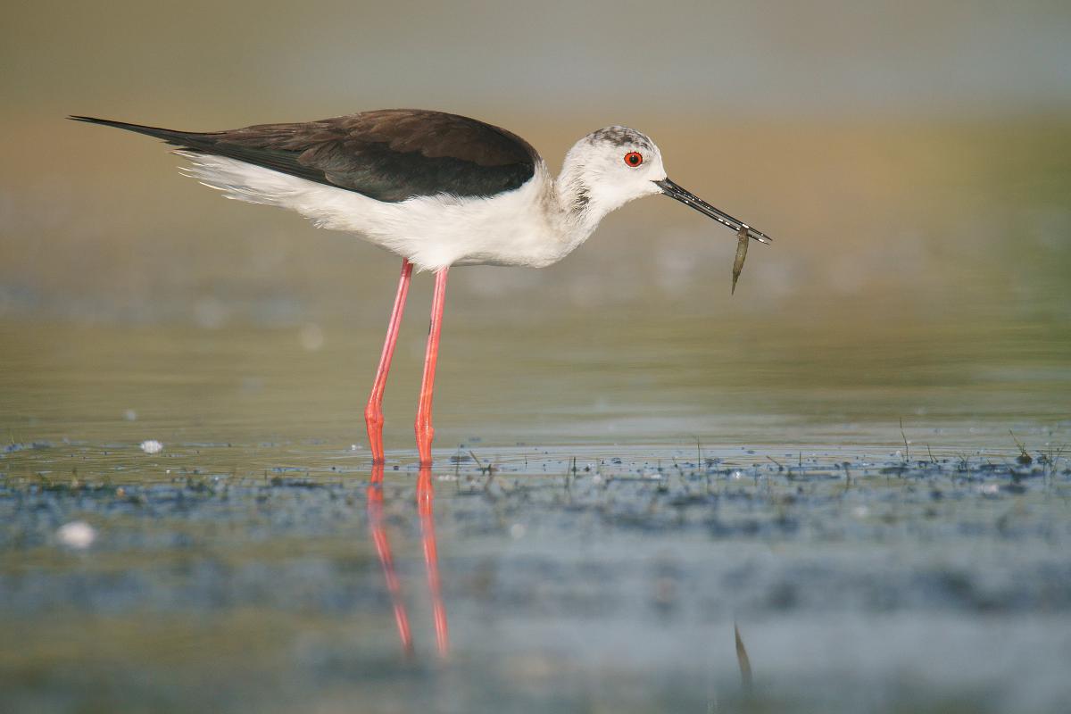 Kalmár Lajos Gábor