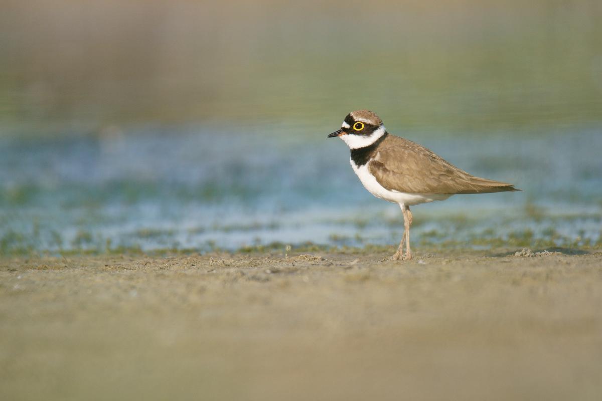 Kalmár Lajos Gábor