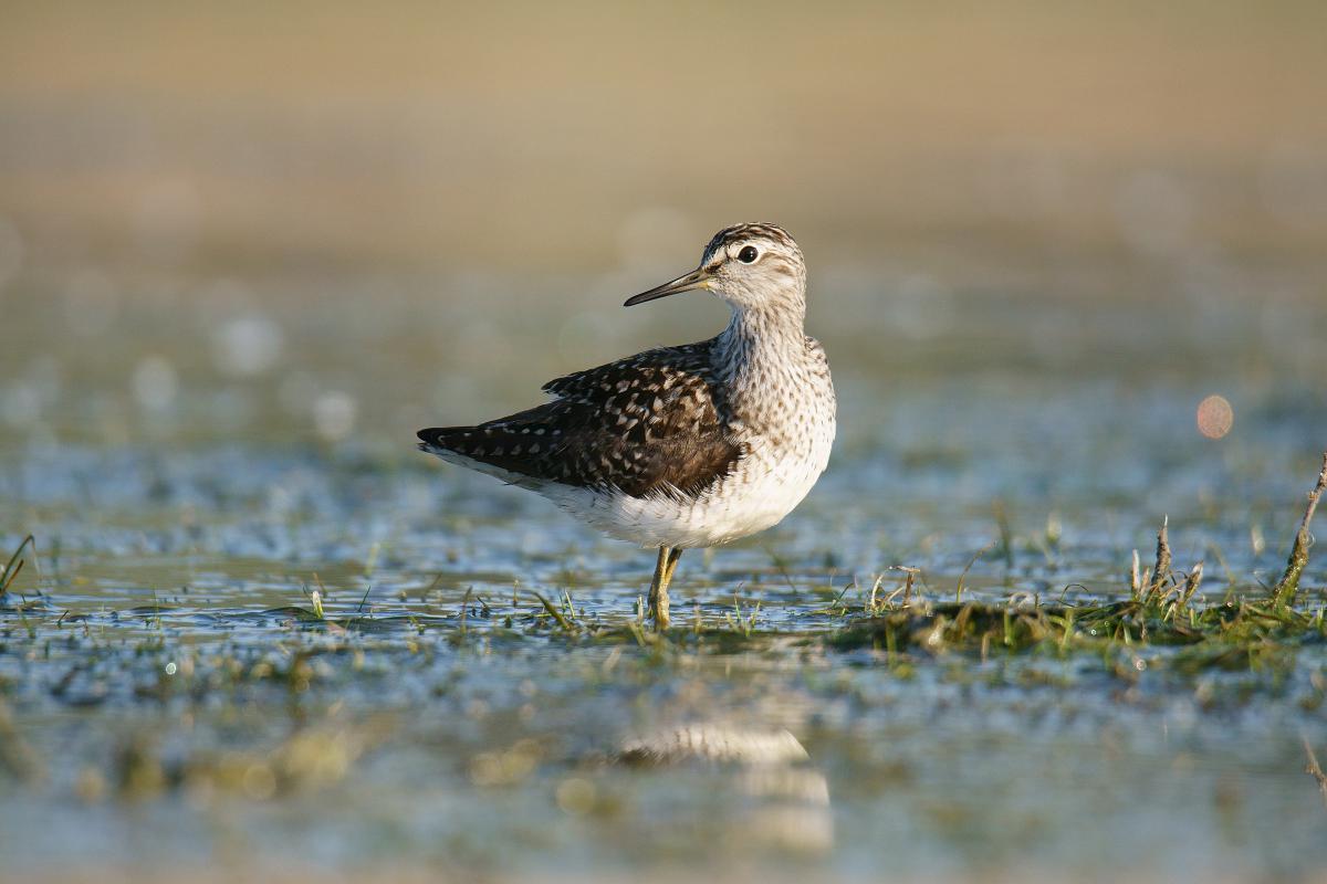 Kalmár Lajos Gábor