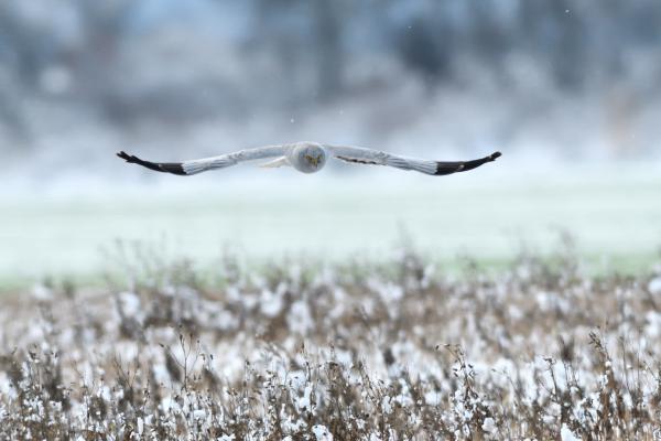 Siklás a hóesésben