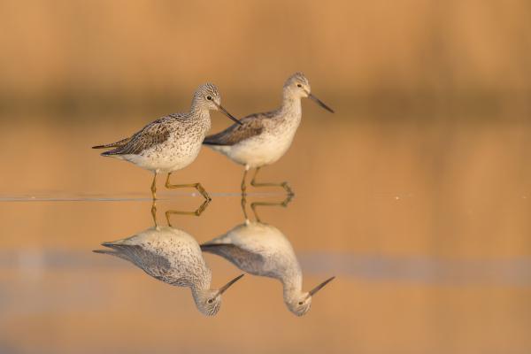 Aki nem lép egyszerre...