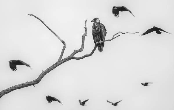 A varjak gyűrűjében