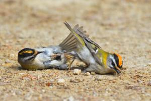 Királykák harca Királykák harca