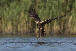 Levitáció Levitáció