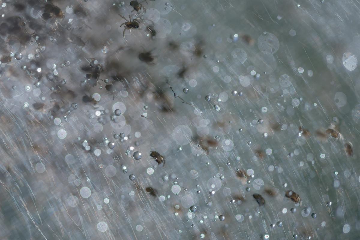 Darányiné Bakos Éva